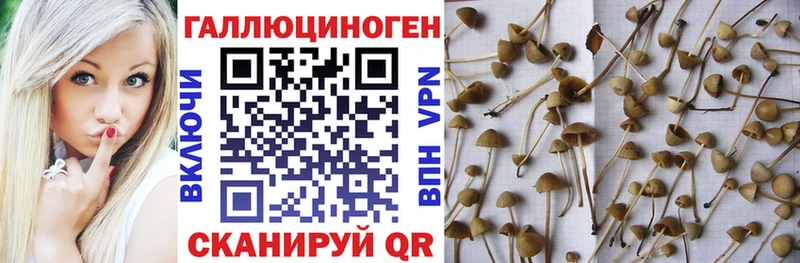 Галлюциногенные грибы MAGIC MUSHROOMS  где продают наркотики  Саров 